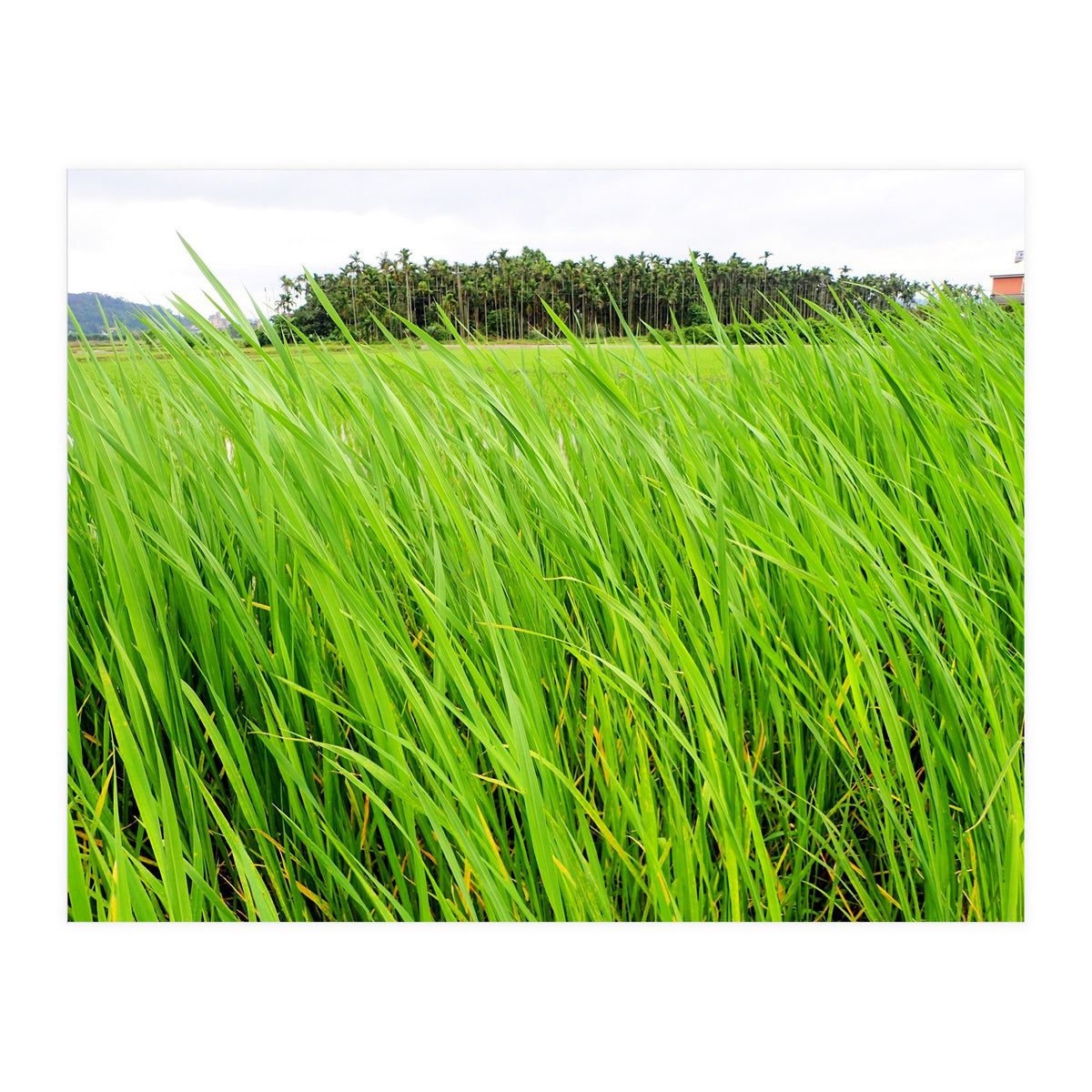 In the Tall Grass (Print Only)