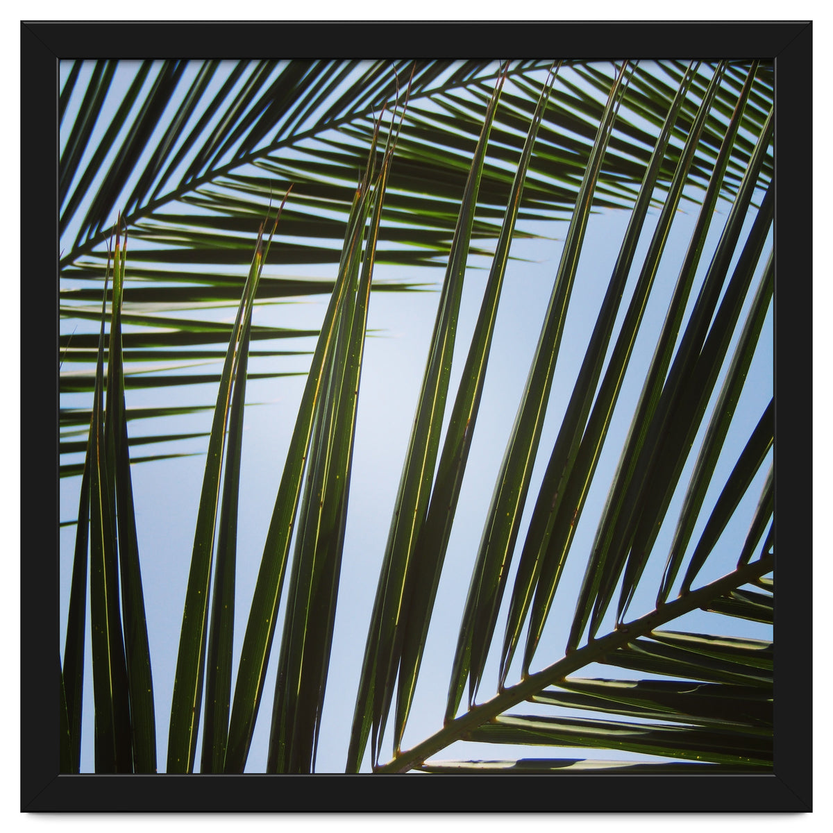 palm fronds