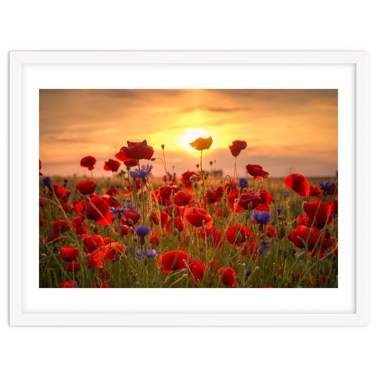 Poppies Sunset