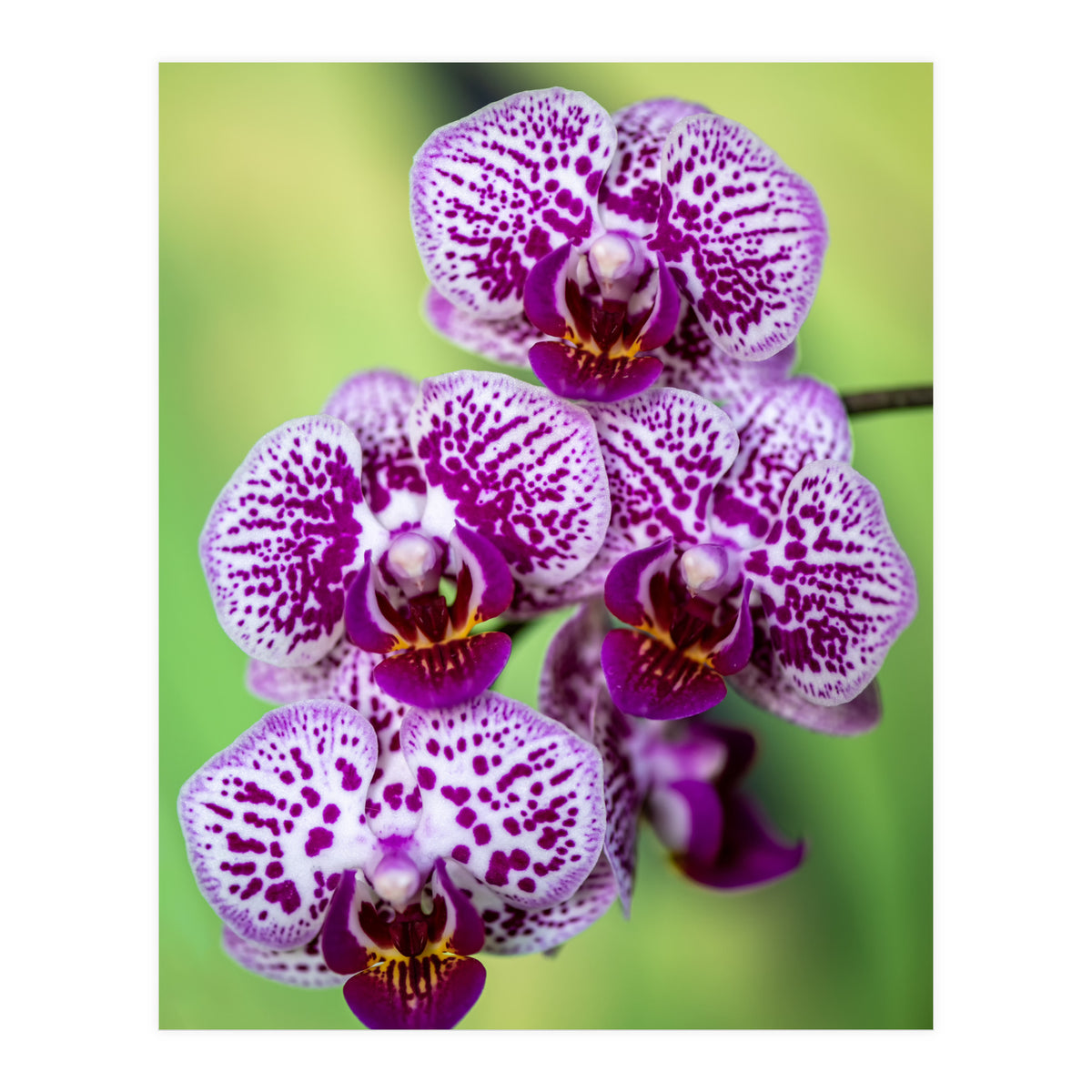 Orchidee Flower (Print Only)