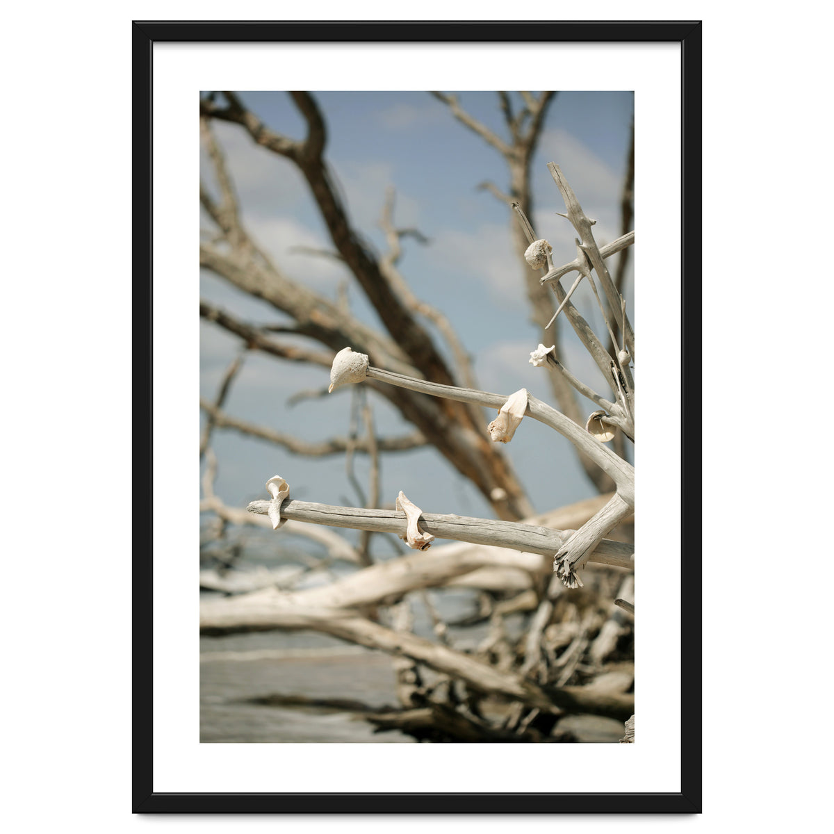 Seashells And Driftwood