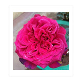 Beautiful Fragrant Rose (Print Only) thumbnail