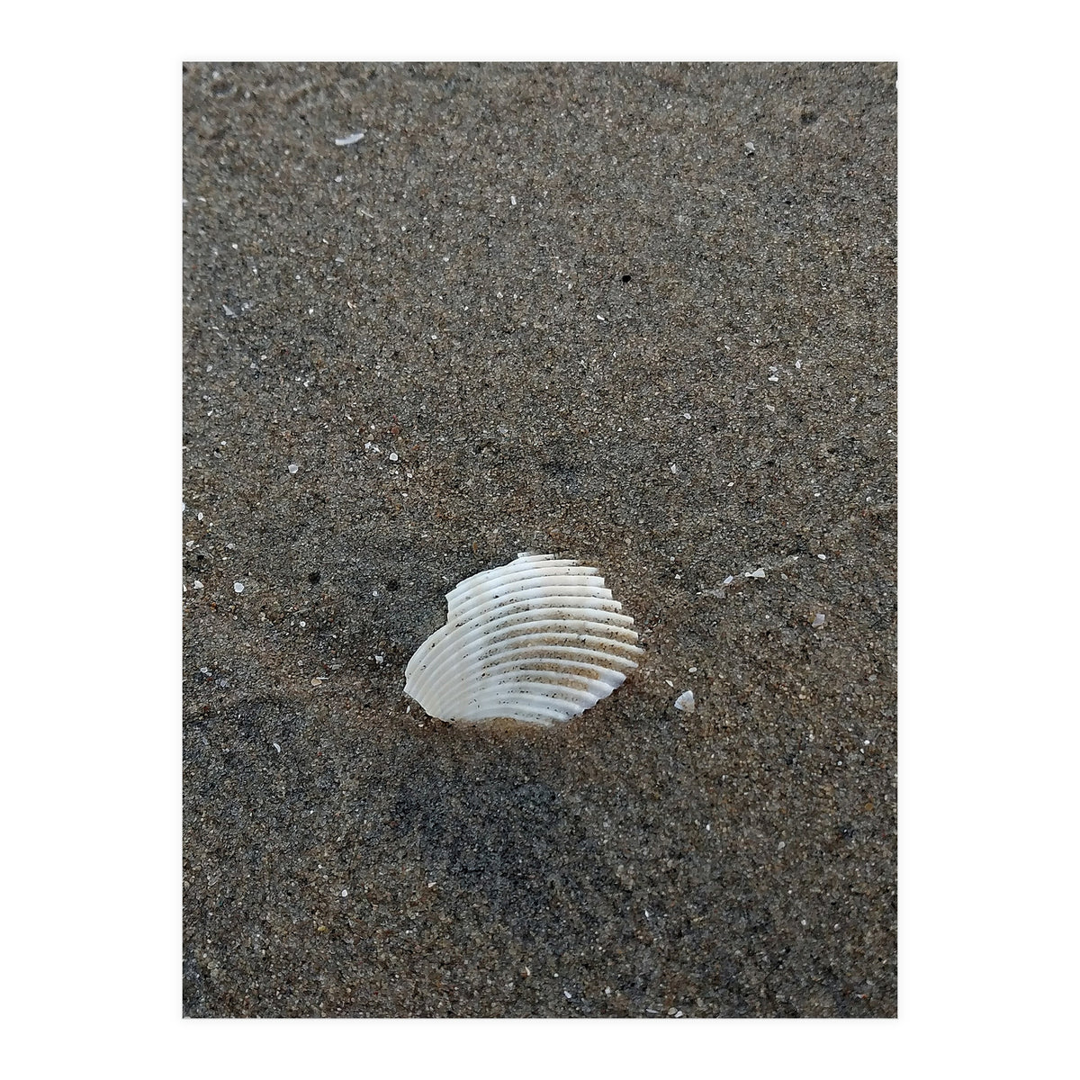 Shell in Sea Shore (Print Only)