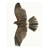 Cc Birds 09 (Print Only) thumbnail