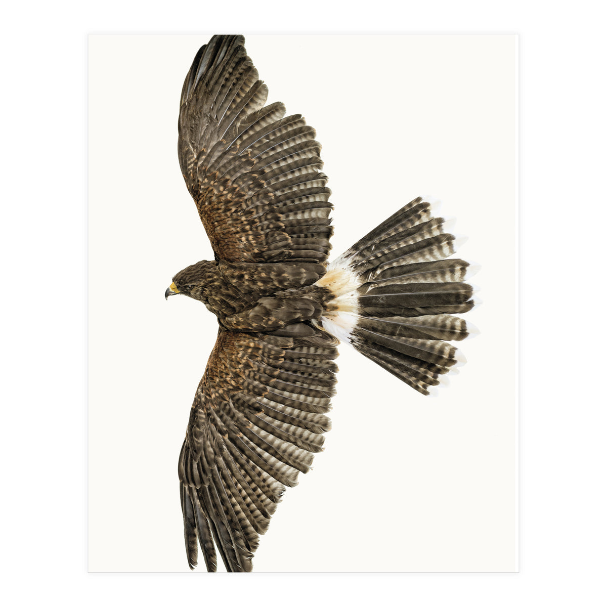 Cc Birds 09 (Print Only)