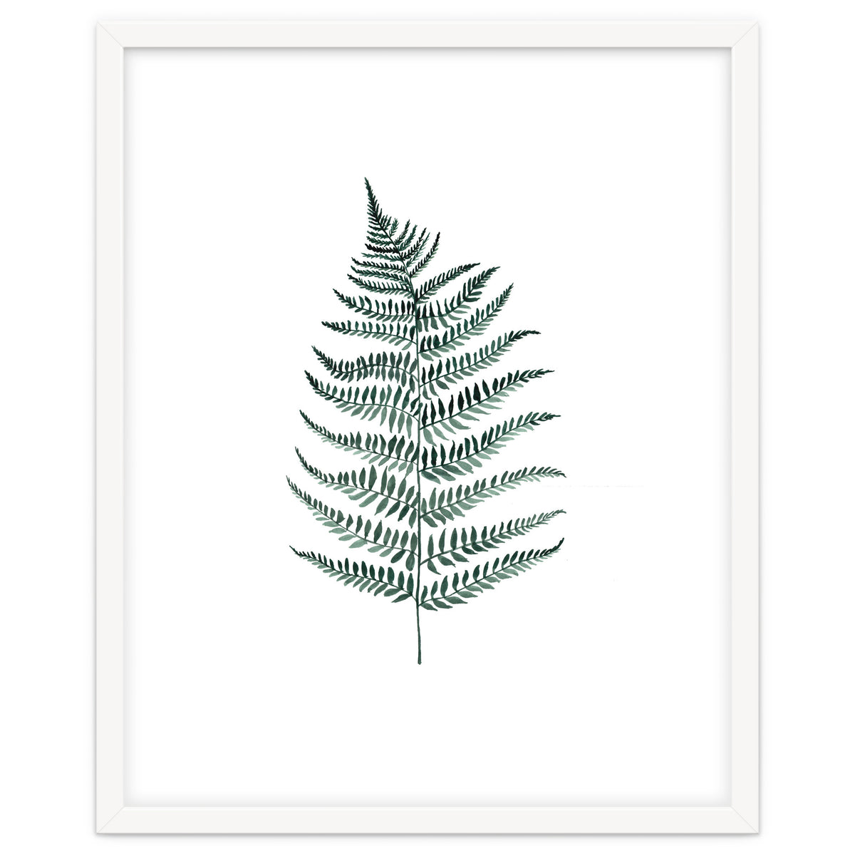 Botanical Illustration Silverfern