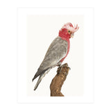 Cc Birds 02 (Print Only) thumbnail