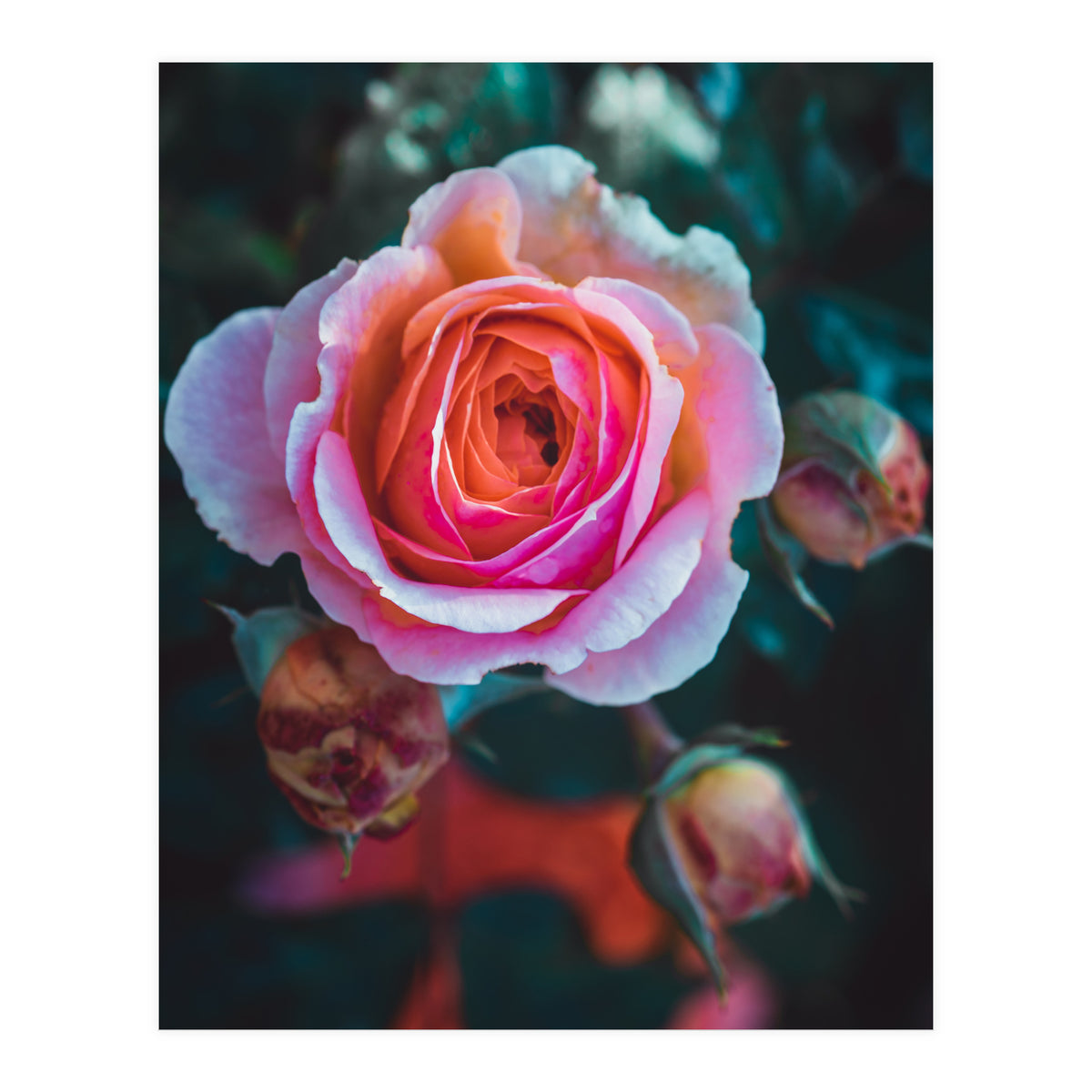 delicate rose (Print Only)