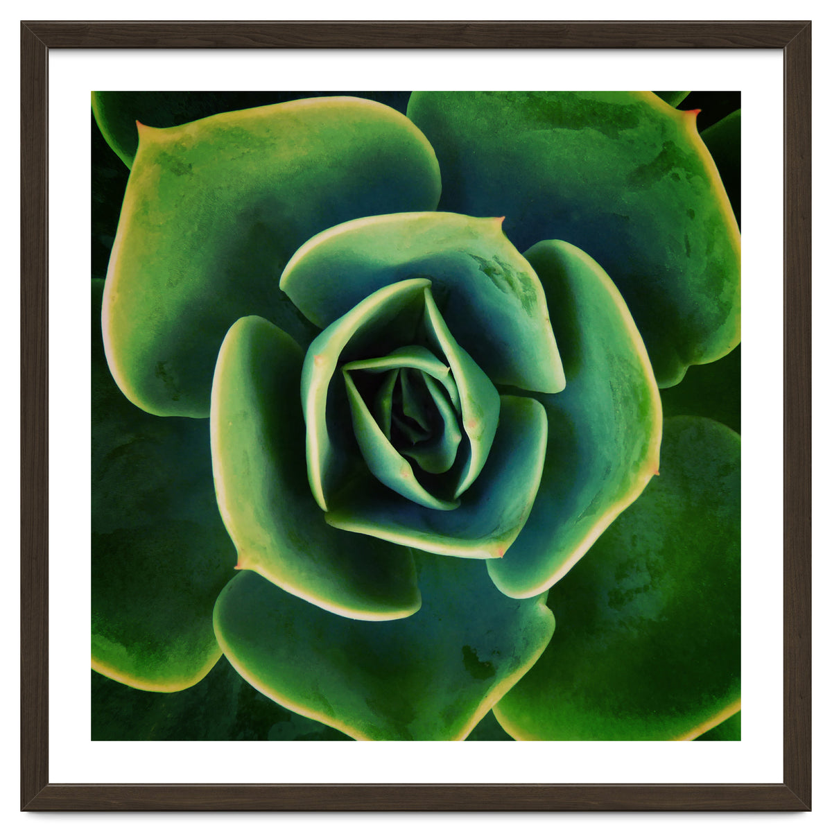 DARKSIDE OF SUCCULENTS XIII