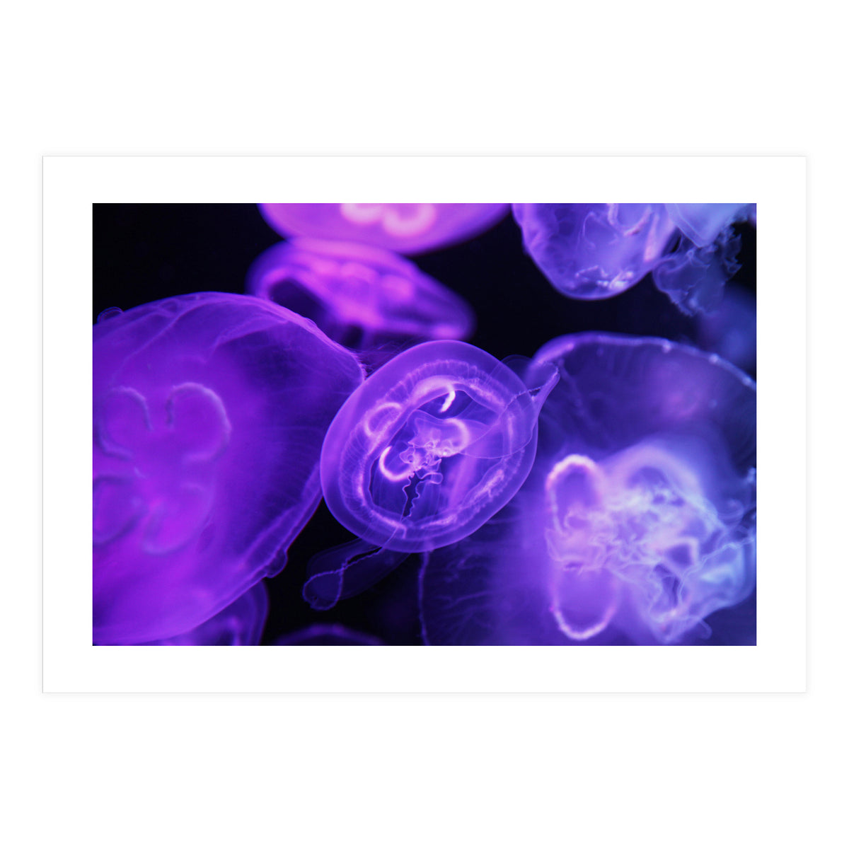 Jellyfish (Print Only)