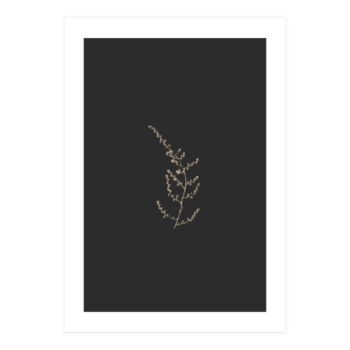 Delicate Golden Fynbos Botanicals on Black (Print Only)