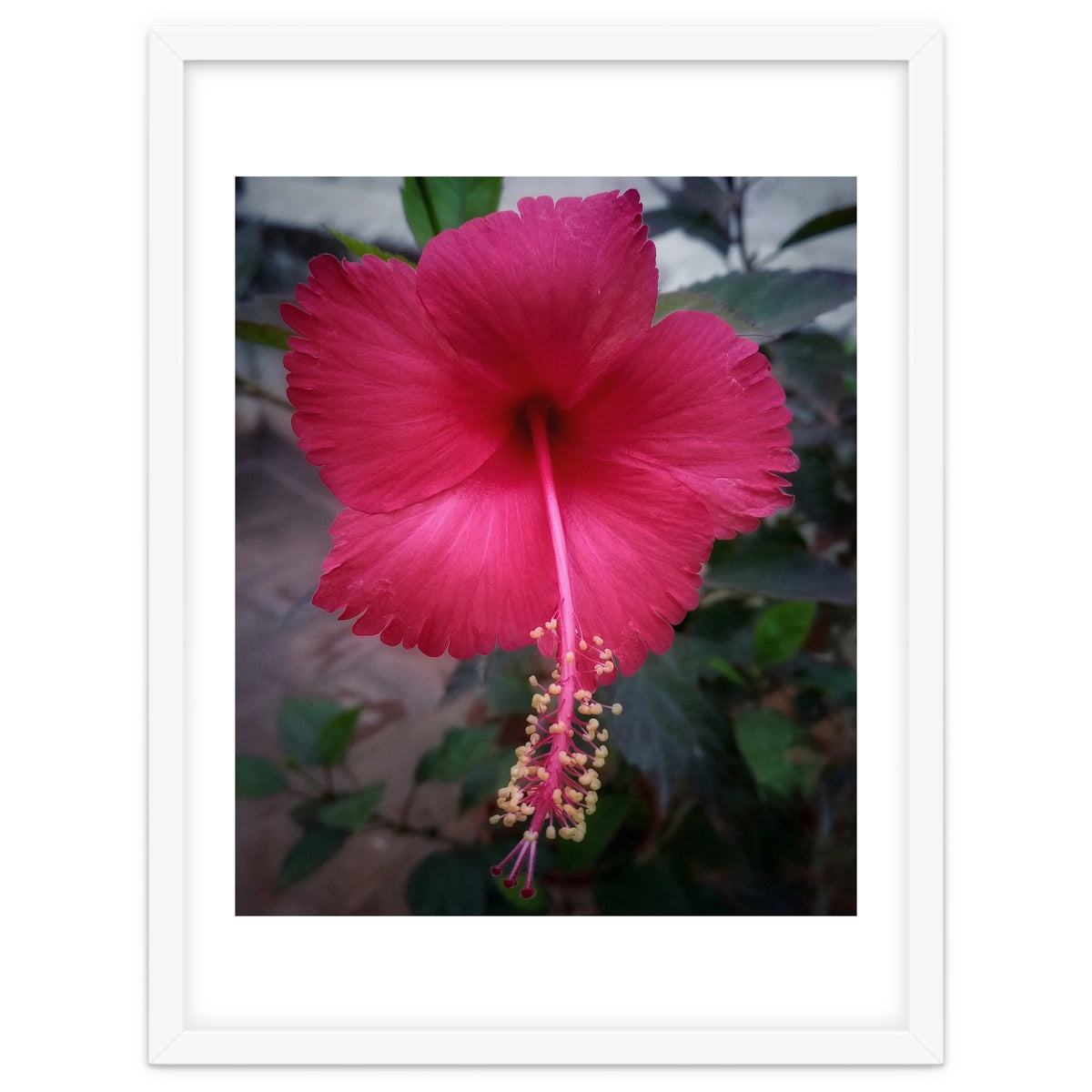 Beautiful Hibiscus Flora