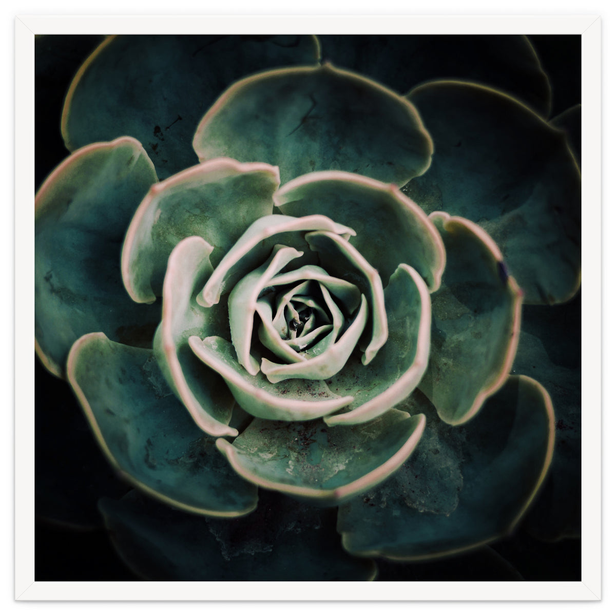 DARKSIDE OF SUCCULENTS IV-A