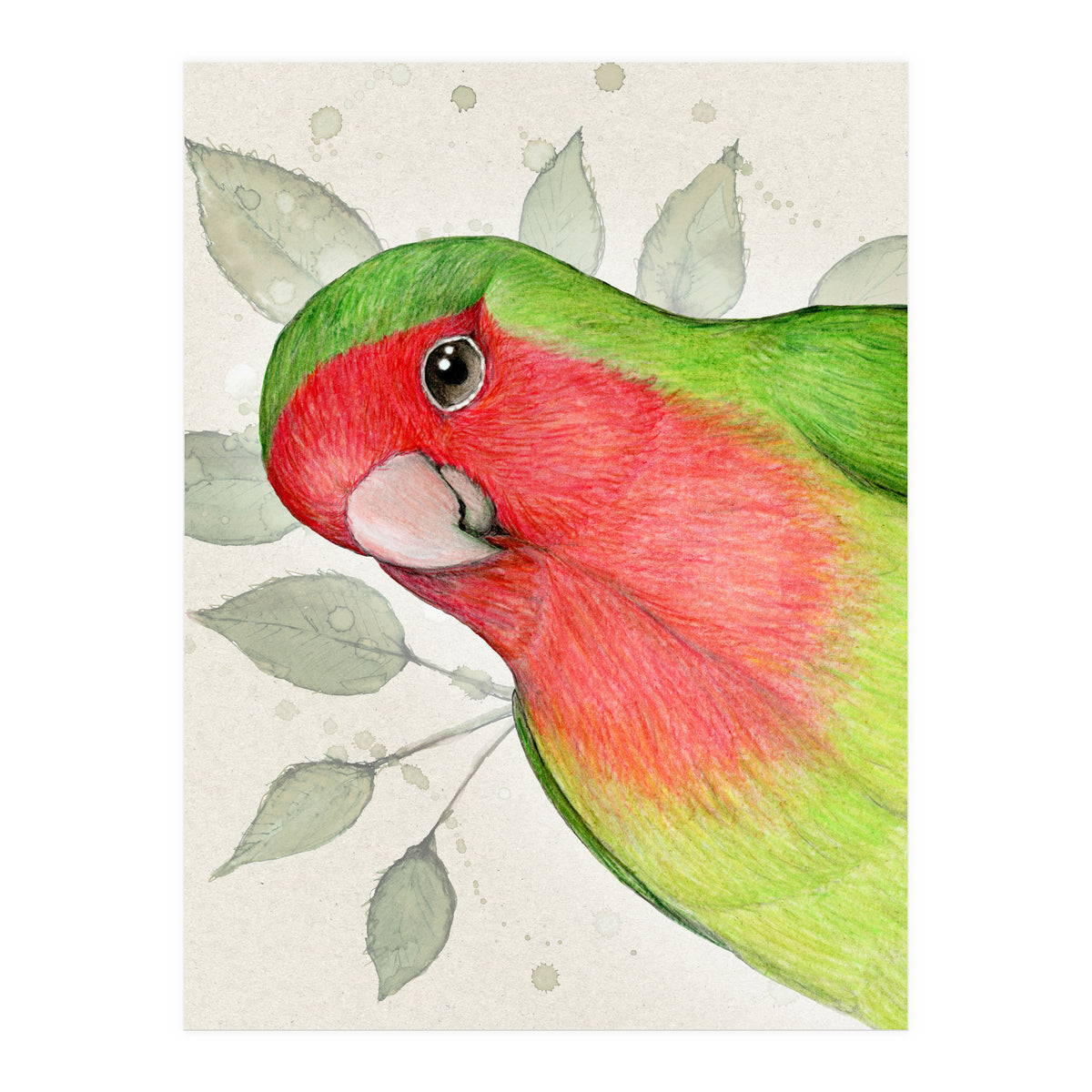 Curious lovebird (Print Only)