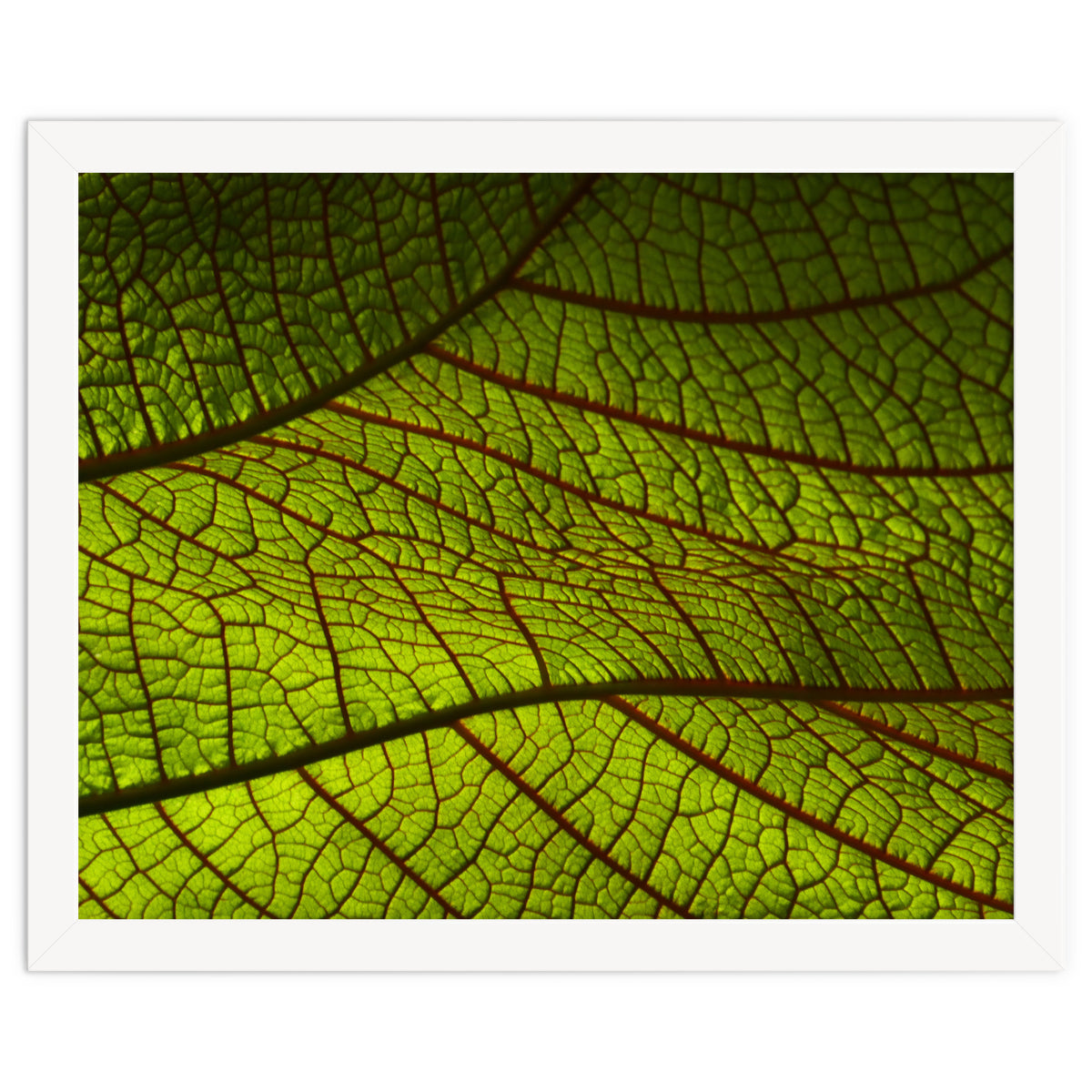 Leaf