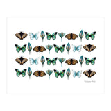 Spring Butterflies (Print Only) thumbnail