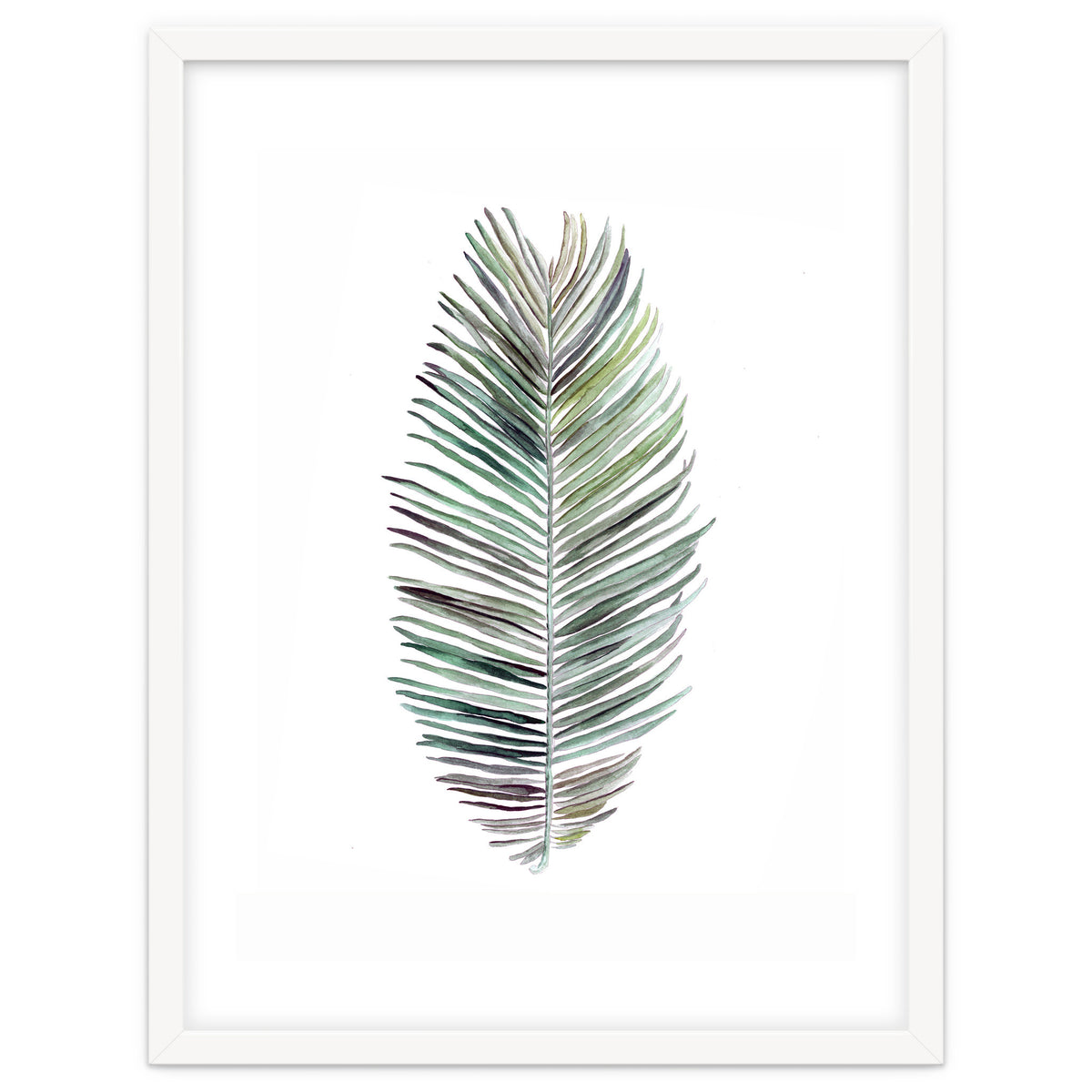 Botanical Illustration Cocos Palm