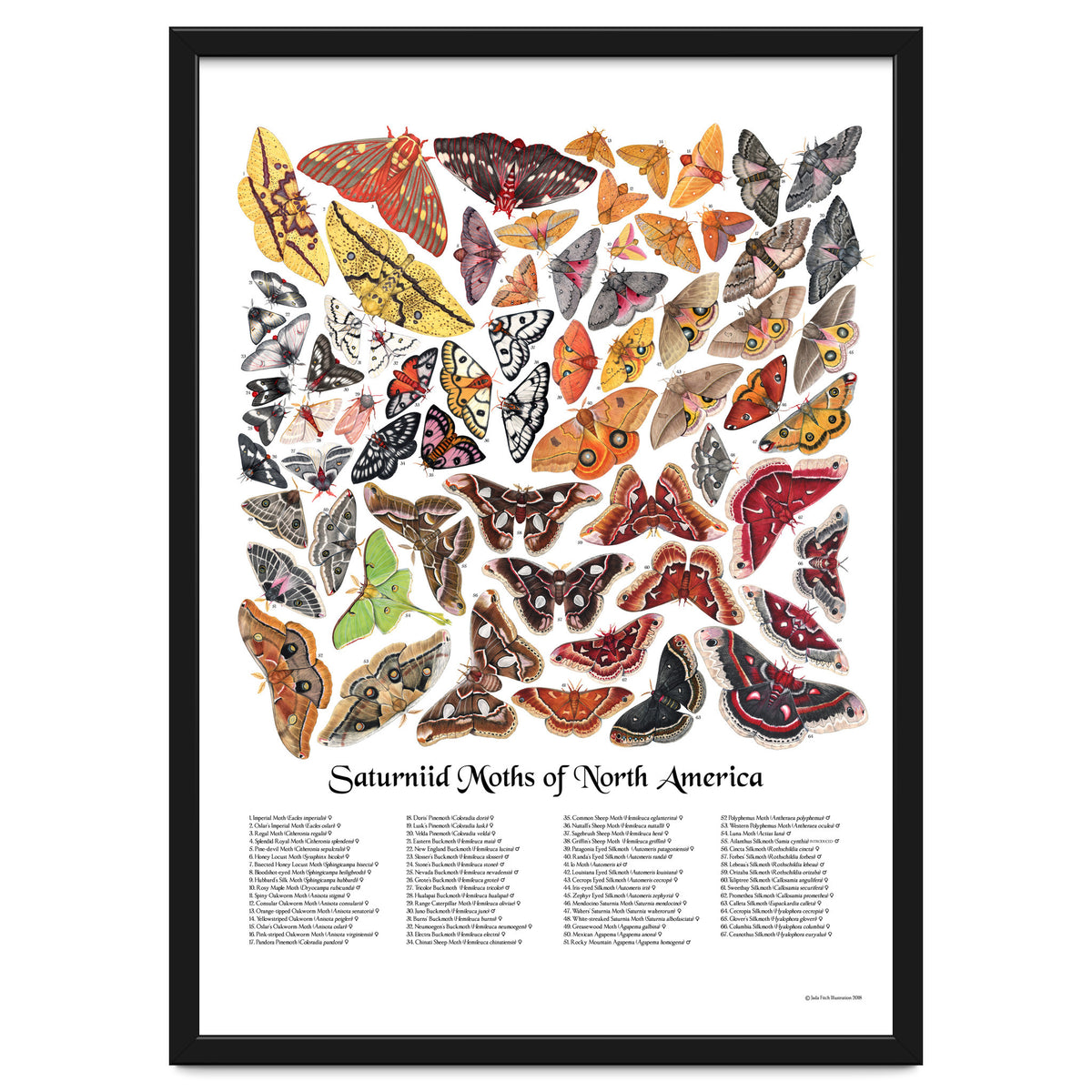 Saturniid Moths of North America