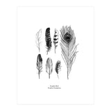 English Feather Variations (Print Only) thumbnail
