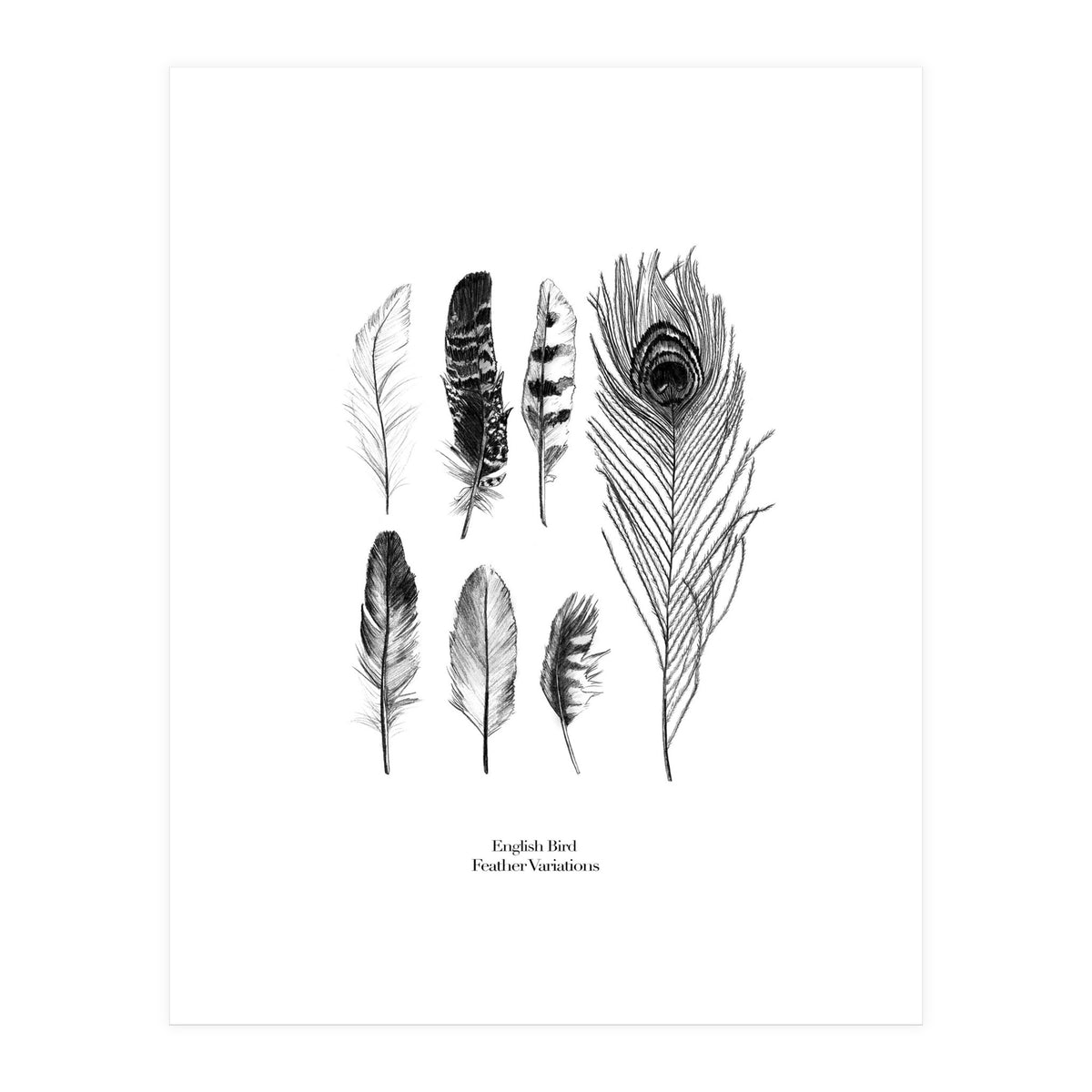 English Feather Variations (Print Only)