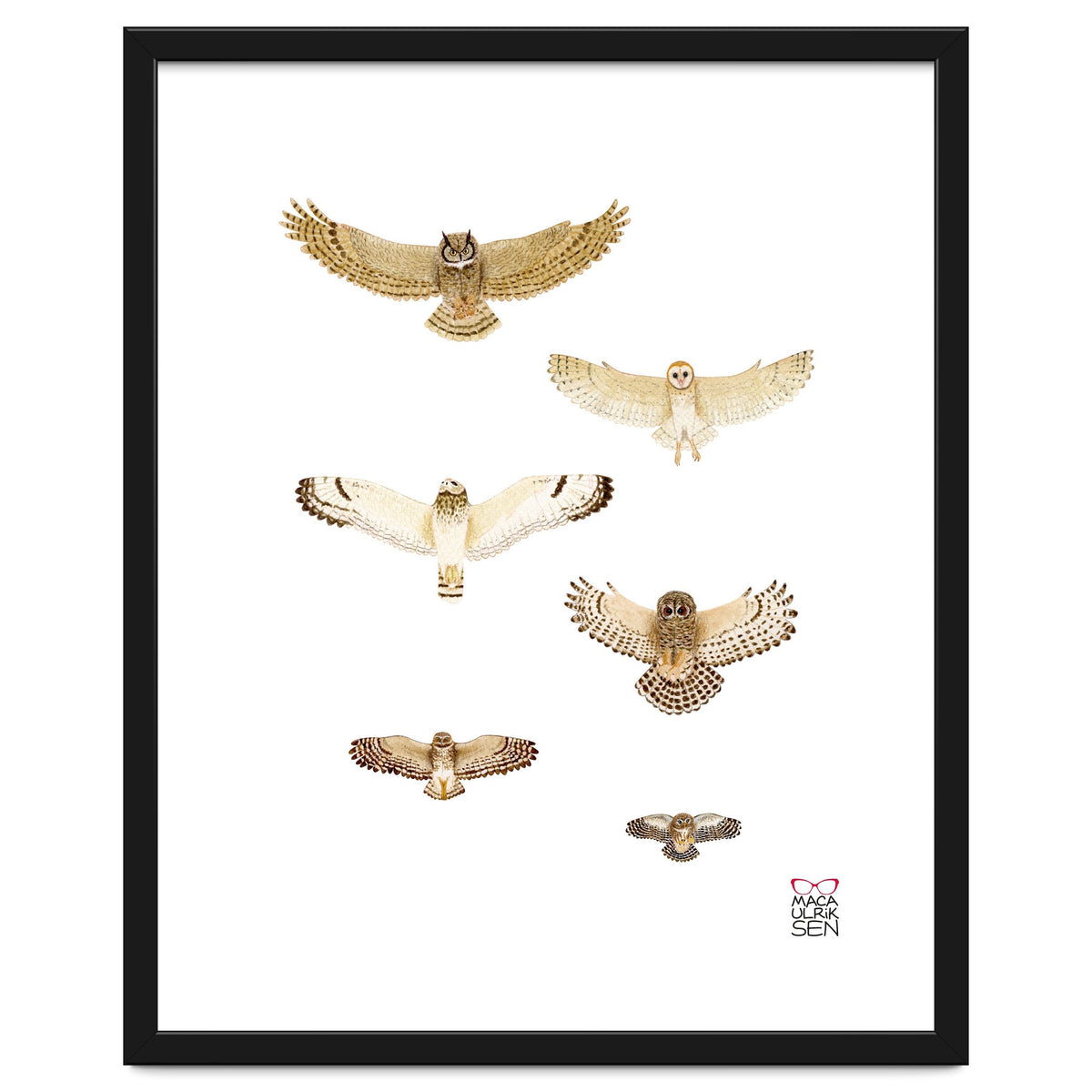 Typical owls & Barn owl