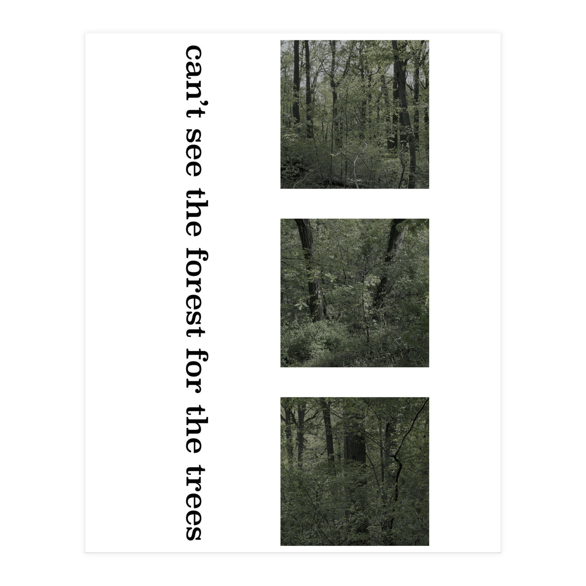 can’t see the forest for the trees (Print Only)