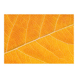 Autumn Leaf (Print Only) thumbnail