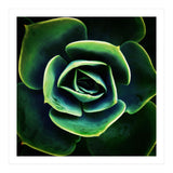 DARKSIDE OF SUCCULENTS XIV (Print Only) thumbnail