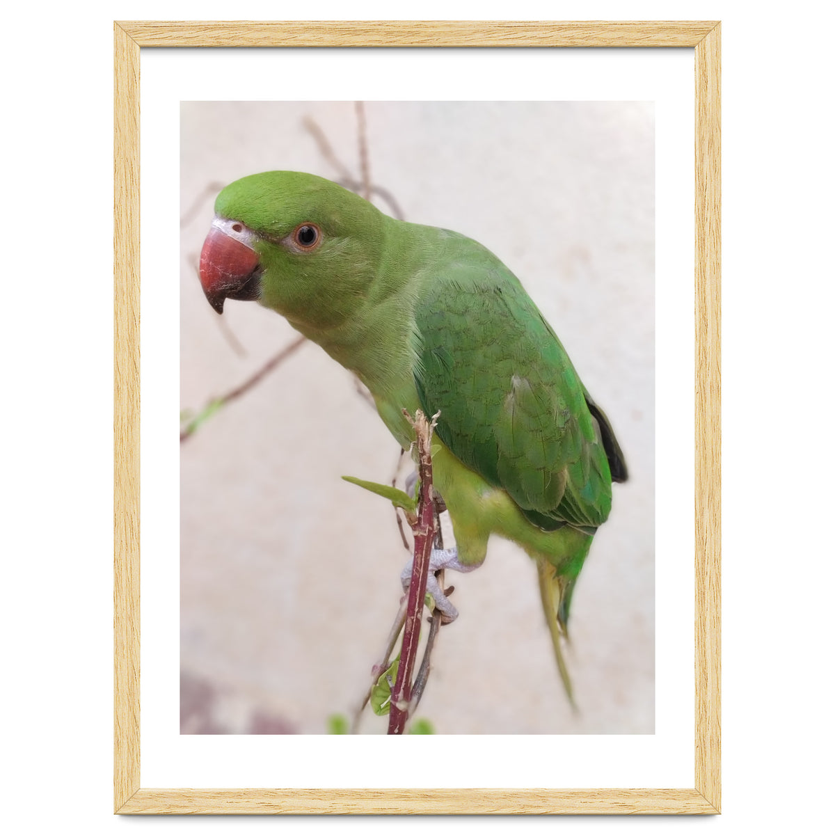 Lovely Indian Cute Parrot
