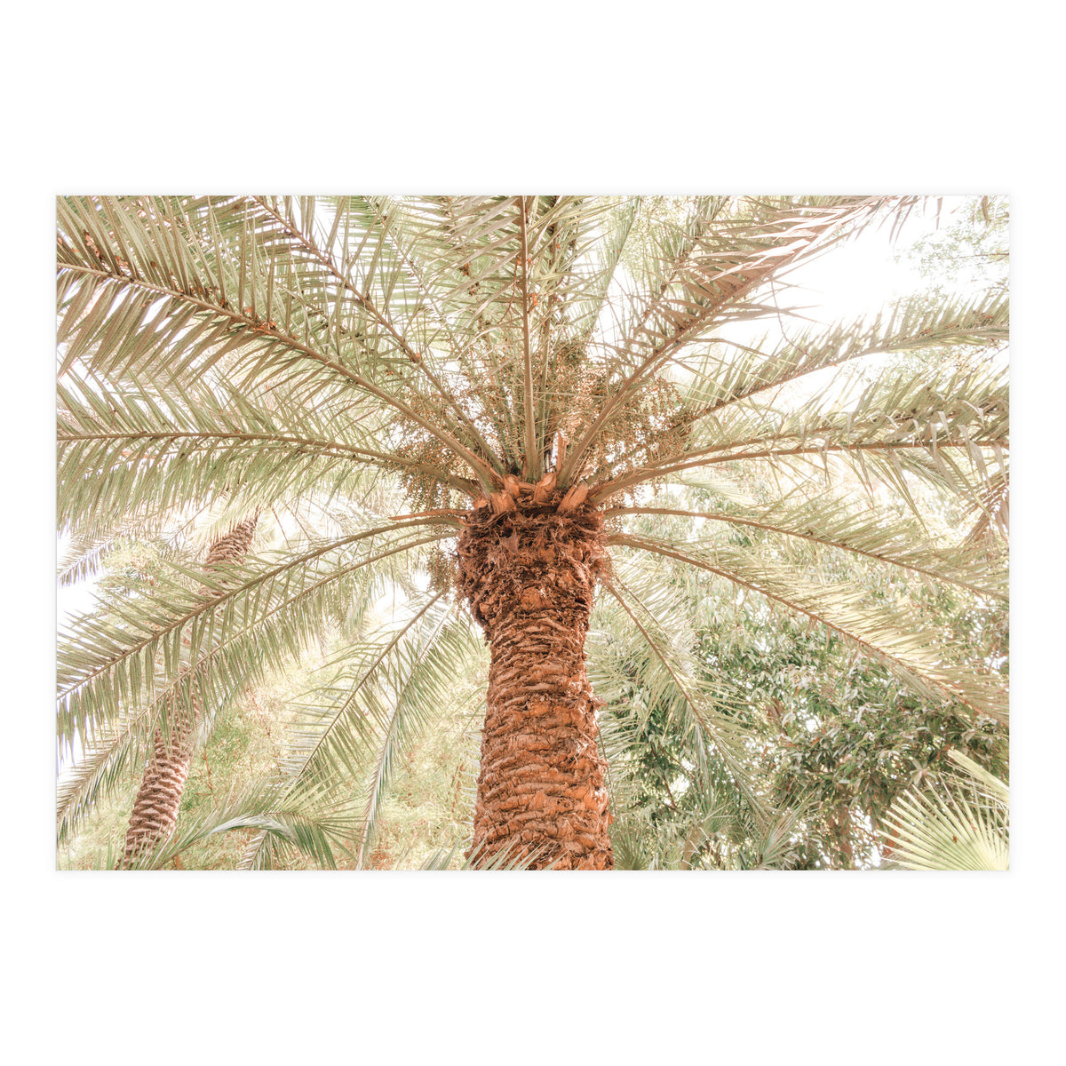 Tropical Palm Tree (Print Only)