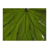Hothouse (Print Only) thumbnail