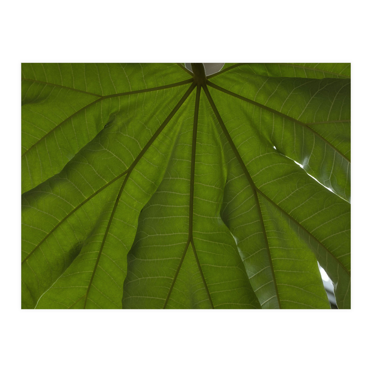 Hothouse (Print Only)