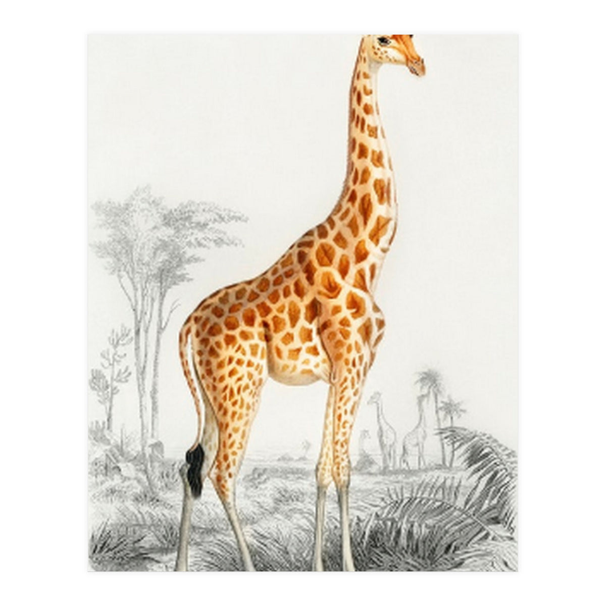 Giraffe illustration (Print Only)