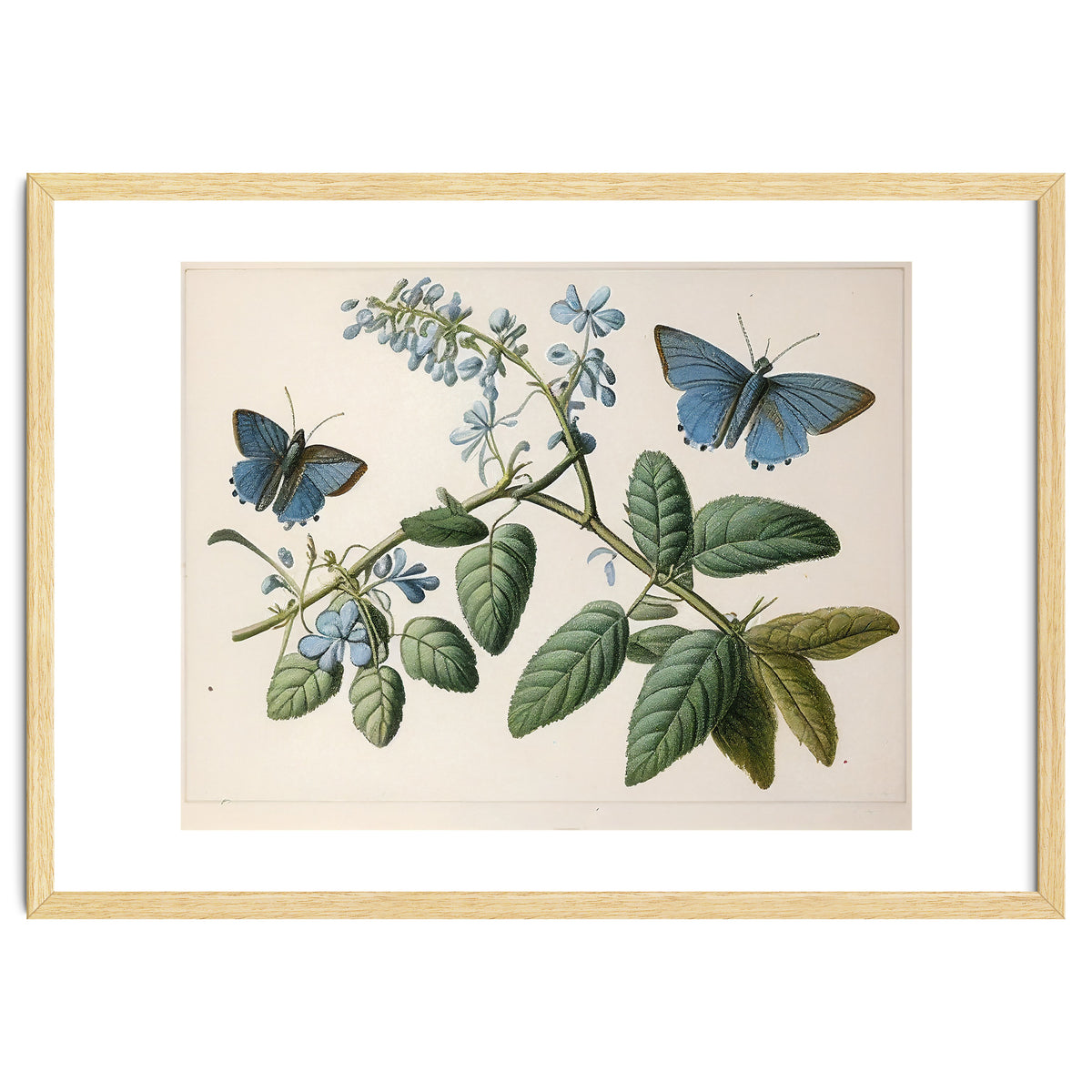 Butterflies Vintage Illustration