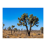 Joshua Trees (Print Only) thumbnail
