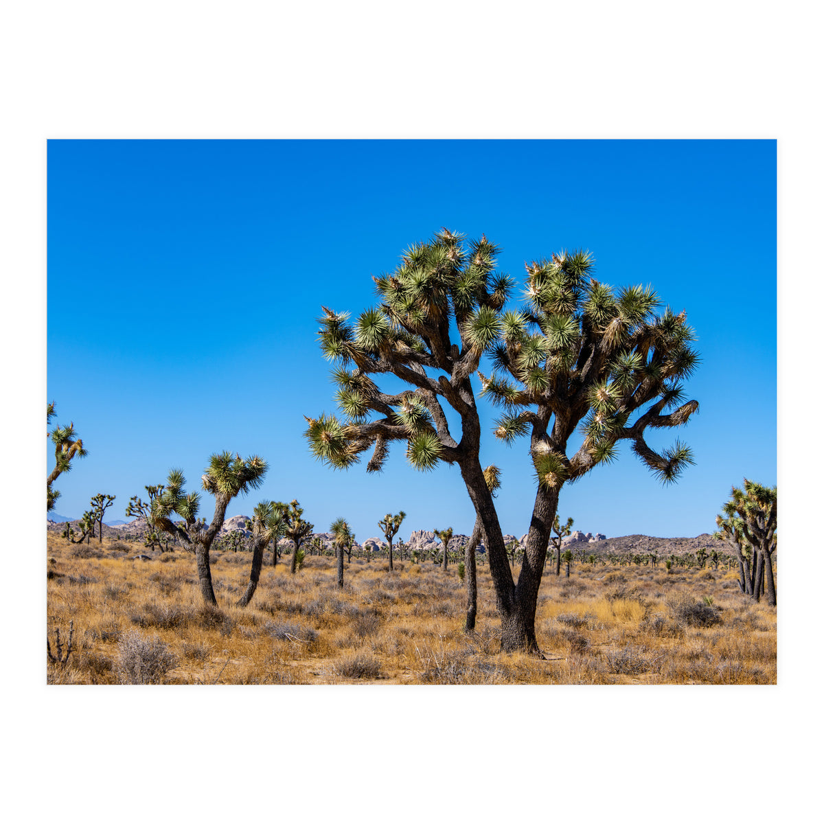 Joshua Trees (Print Only)
