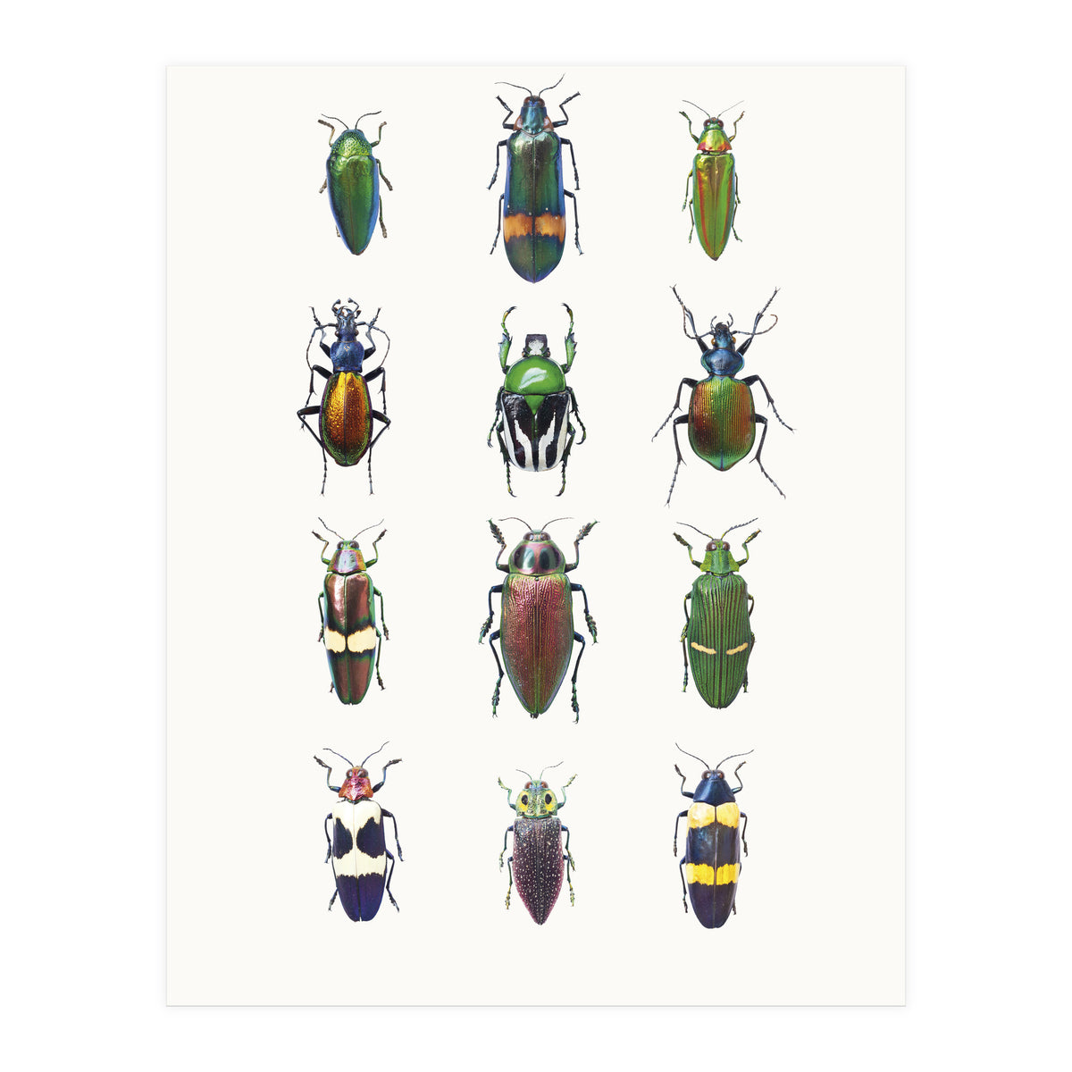 Cc Insects 03 (Print Only)