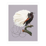Vintage Bird Prints (Print Only) thumbnail