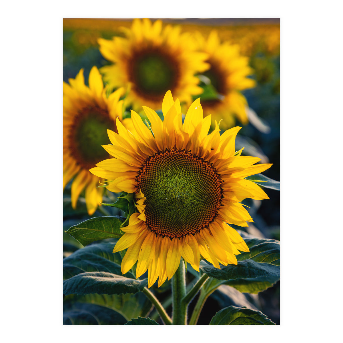 Summerflower (Print Only)