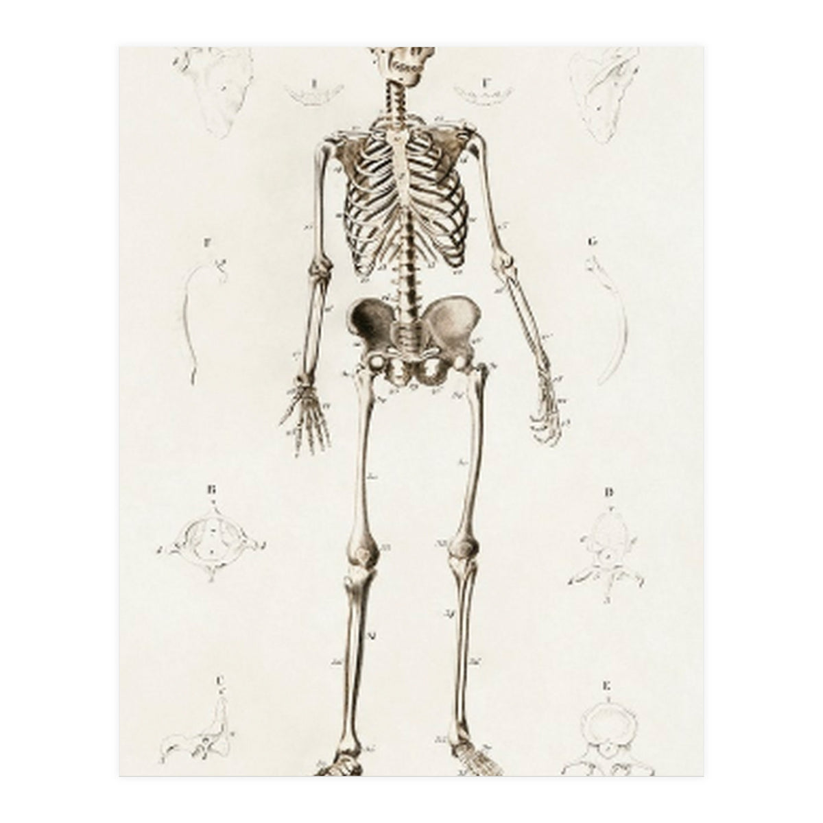 Human skeleton illustrated (Print Only)