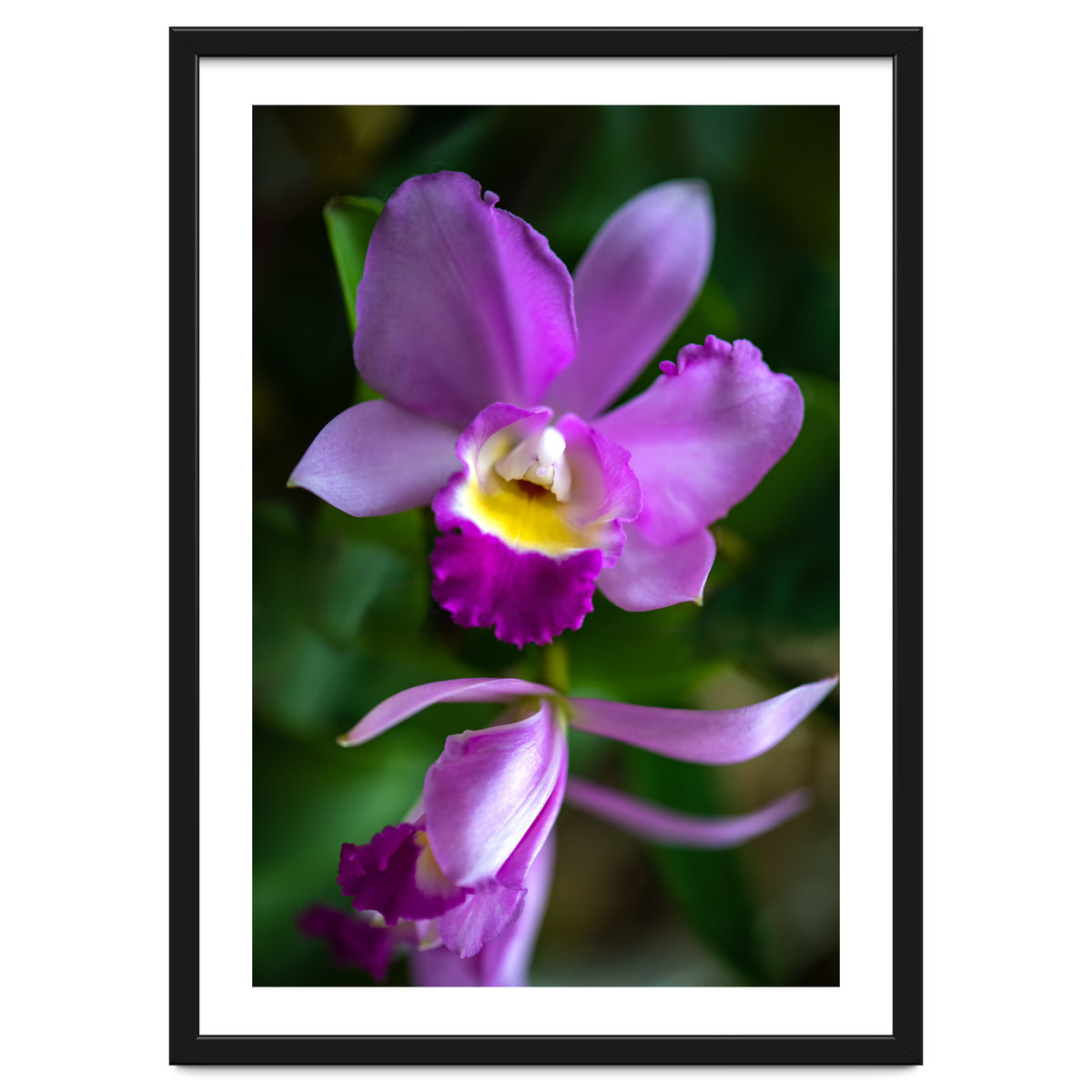 Cattleya Orchidee