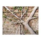 Roots (Print Only) thumbnail