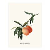 Peachy (Print Only) thumbnail