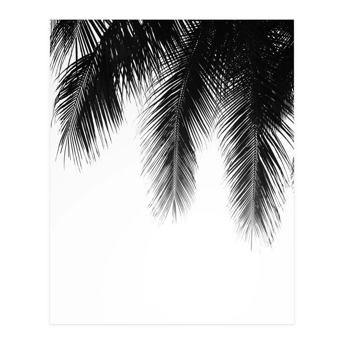 Palm leaves (Print Only)