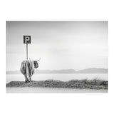 Highland Visitor (Print Only) thumbnail