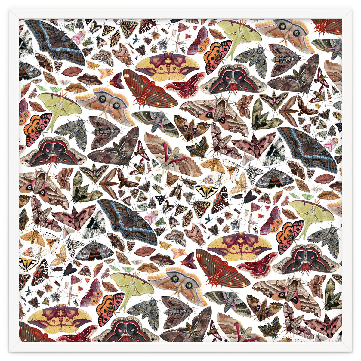 Moths of North America Pattern