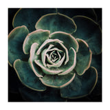 DARKSIDE OF SUCCULENTS IV-A (Print Only) thumbnail