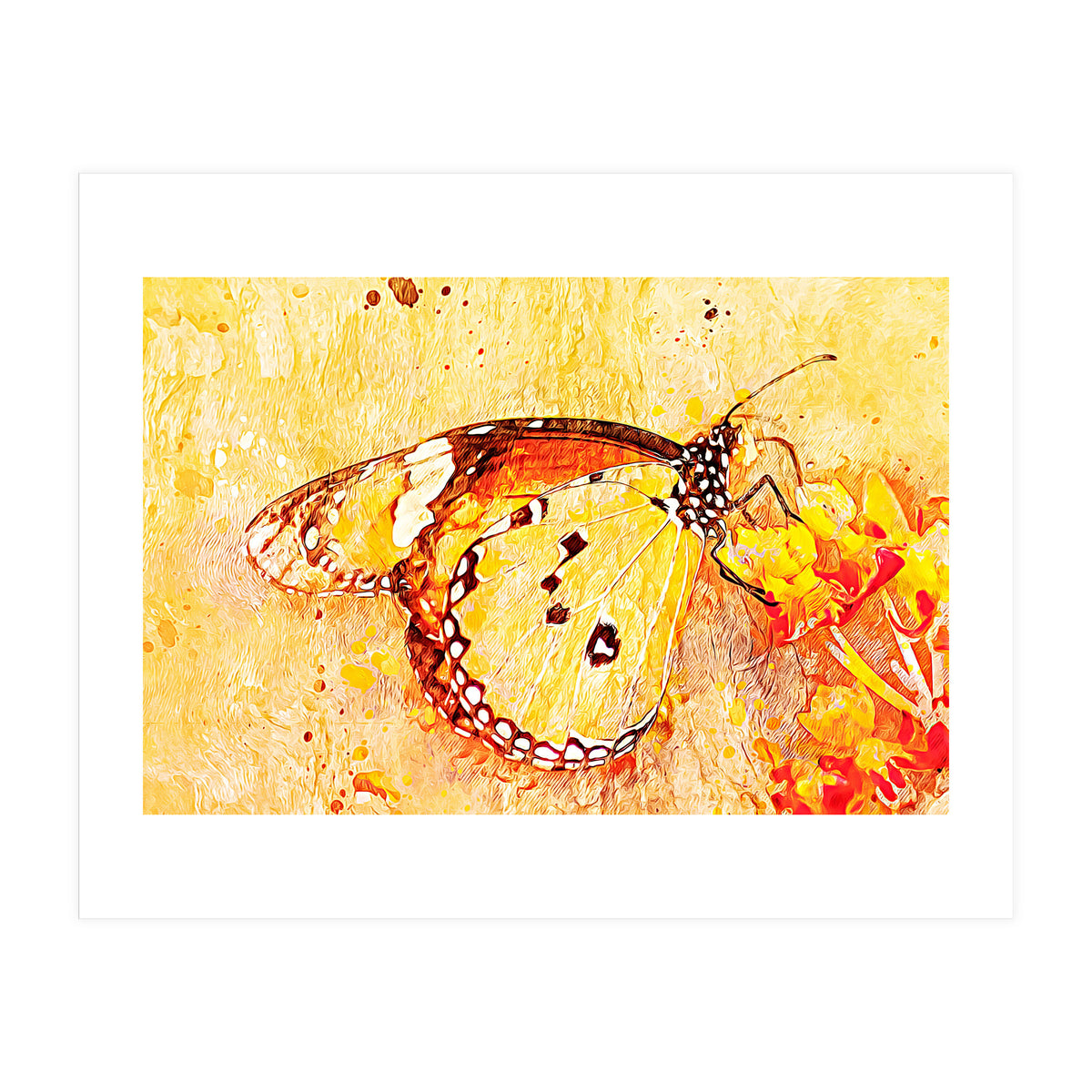 Butterfly On Aclepias (Print Only)