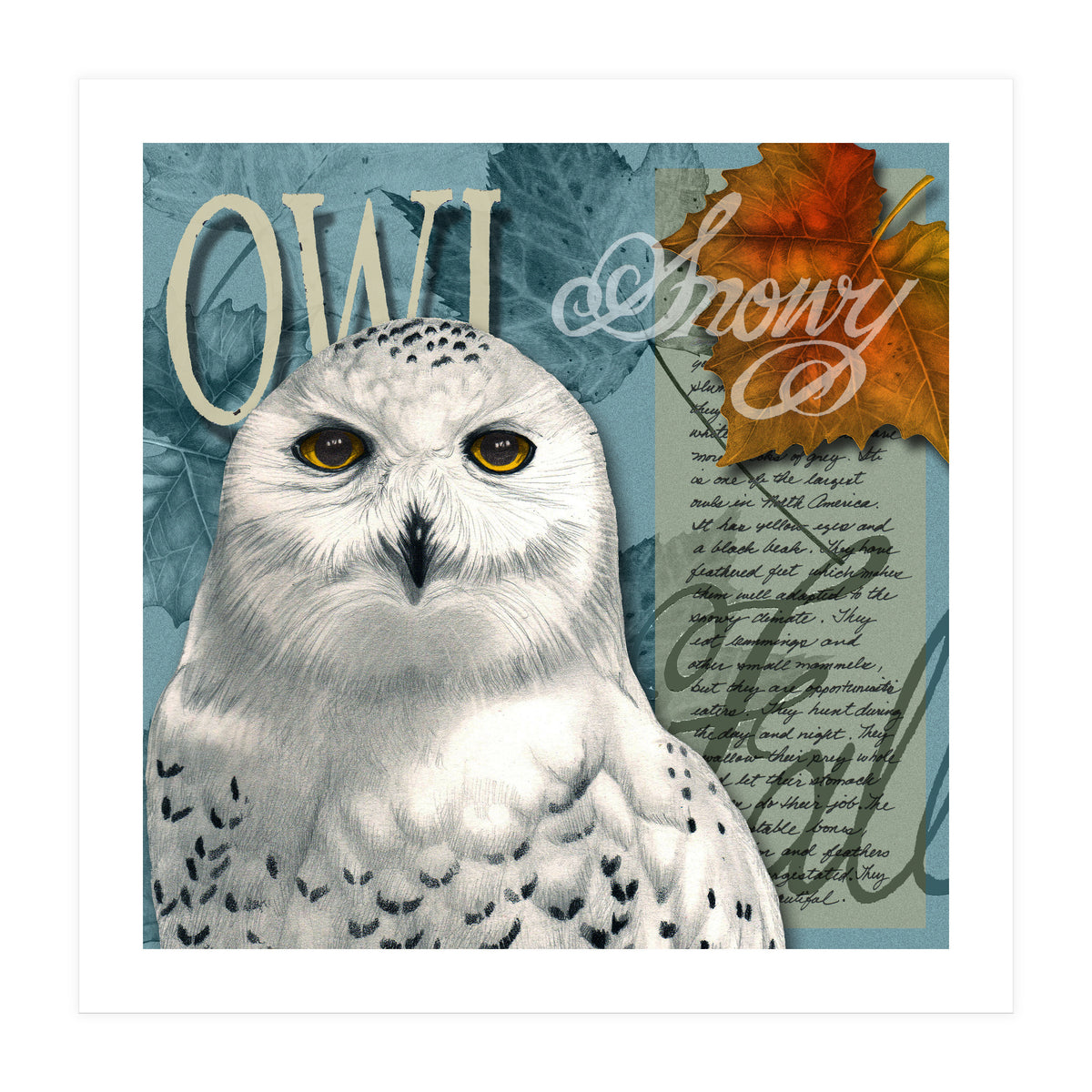 Snow Owl (Print Only)