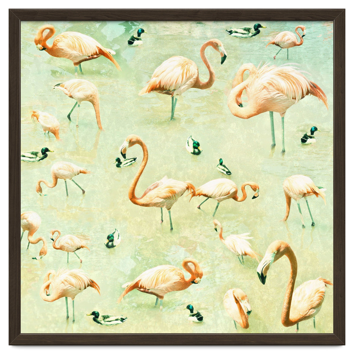 Flamingos